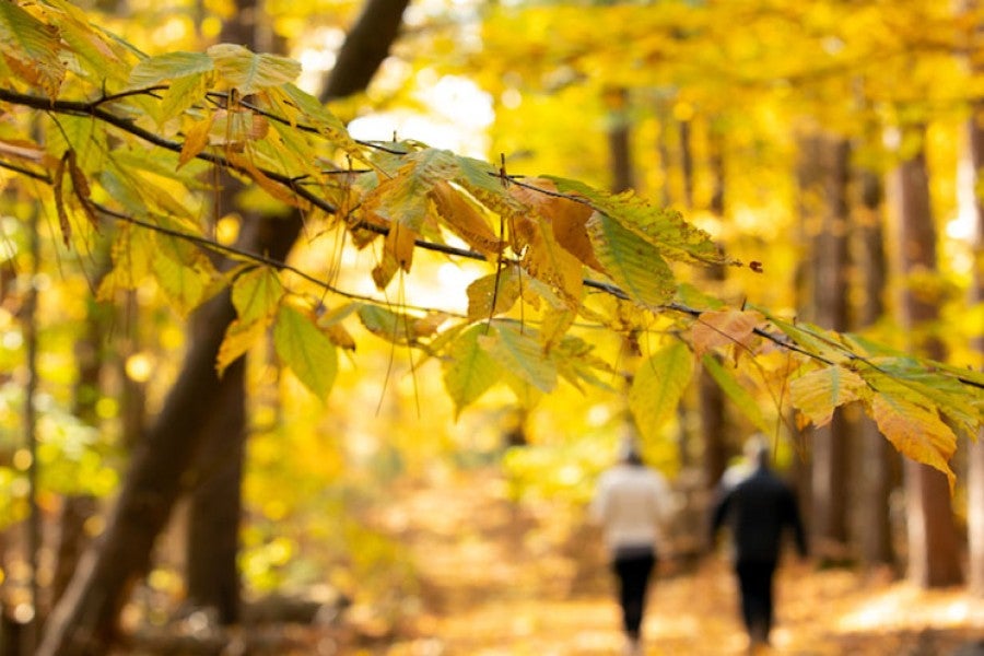 Two students walk down a fall path
