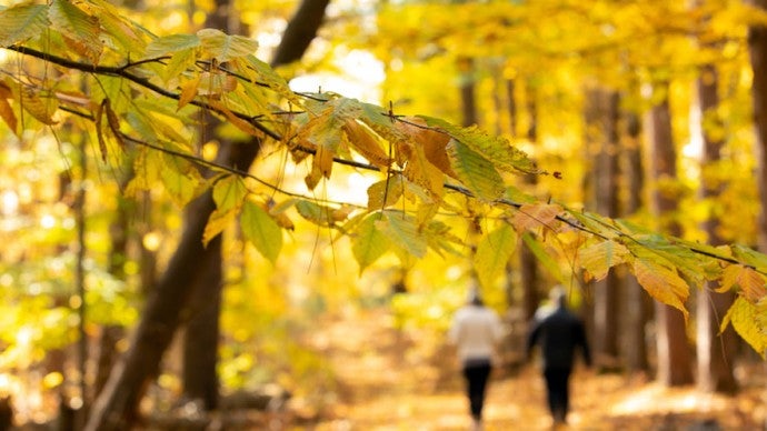 Two students walk down a fall path