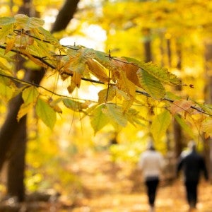 Two students walk down a fall path