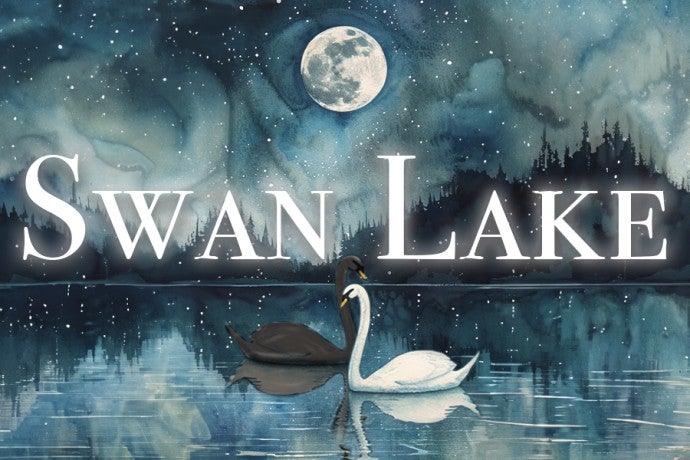two swans on a lake