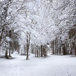 Interlochen Arts Academy Theatre Division presents The Winter's Tale